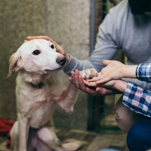 Our Community Promise